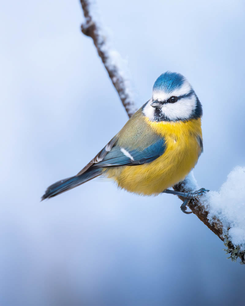 Bird Photography by Kimmo Paananen