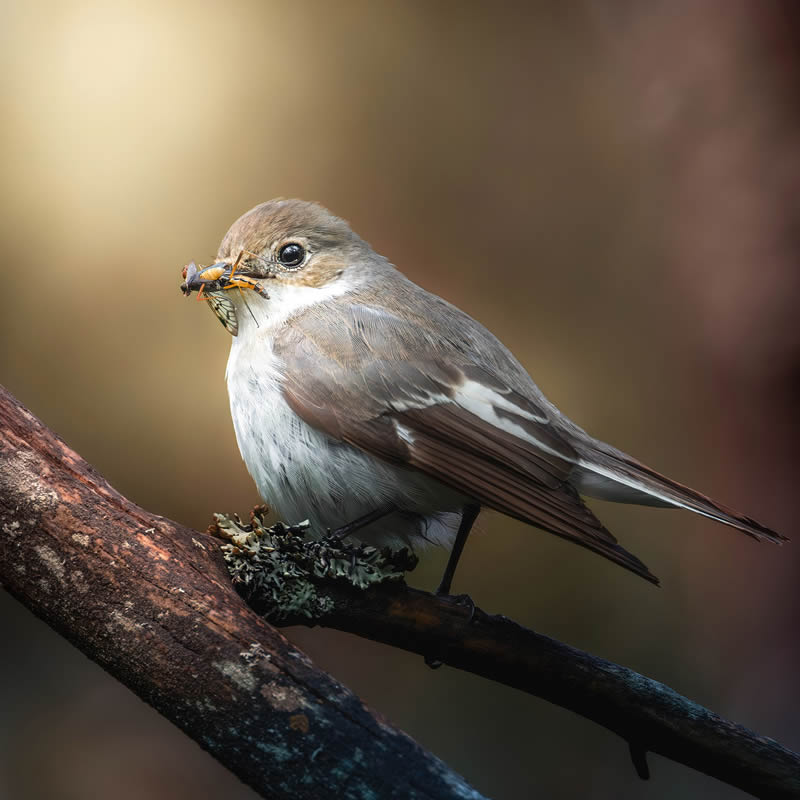 Bird Photography by Kimmo Paananen