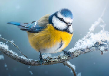 Bird Photography by Kimmo Paananen