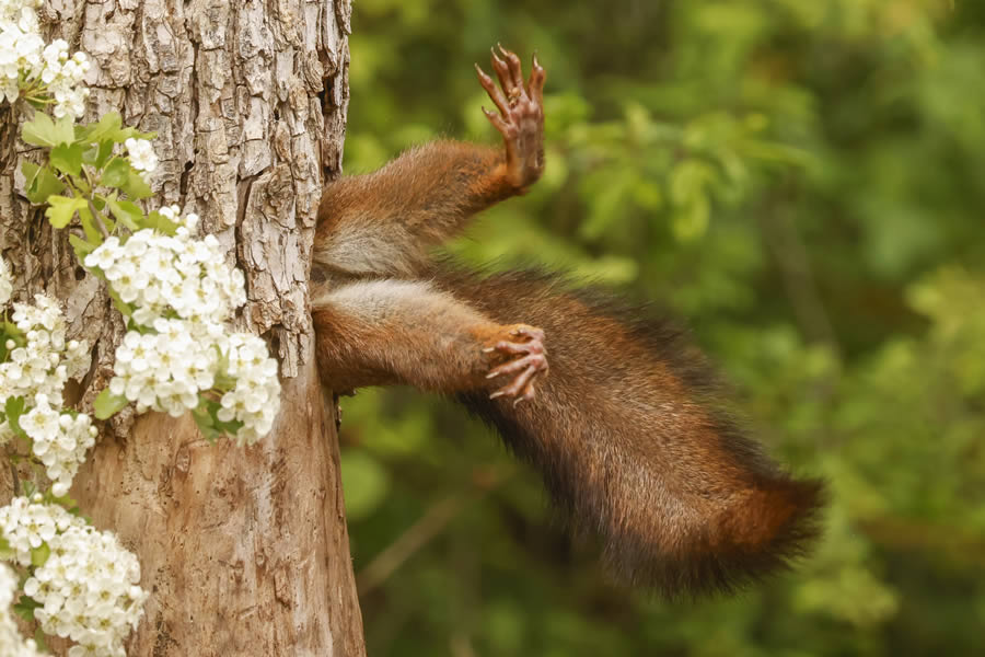 2024 Comedy Wildlife Photography Awards Winners