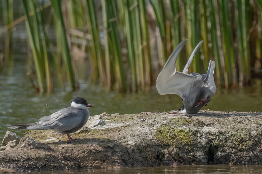 2024 Comedy Wildlife Photography Awards Winners