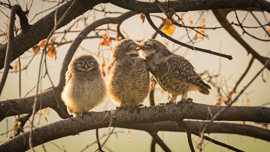 Young Award-Winning Wildlife Photographers in 2024