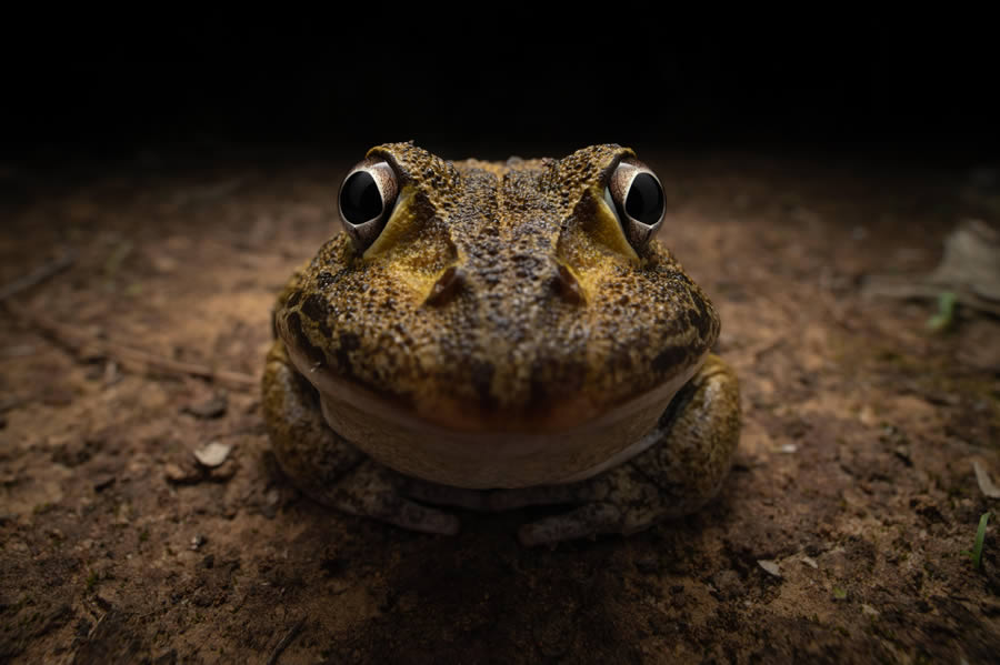 Young Award-Winning Wildlife Photographers in 2024