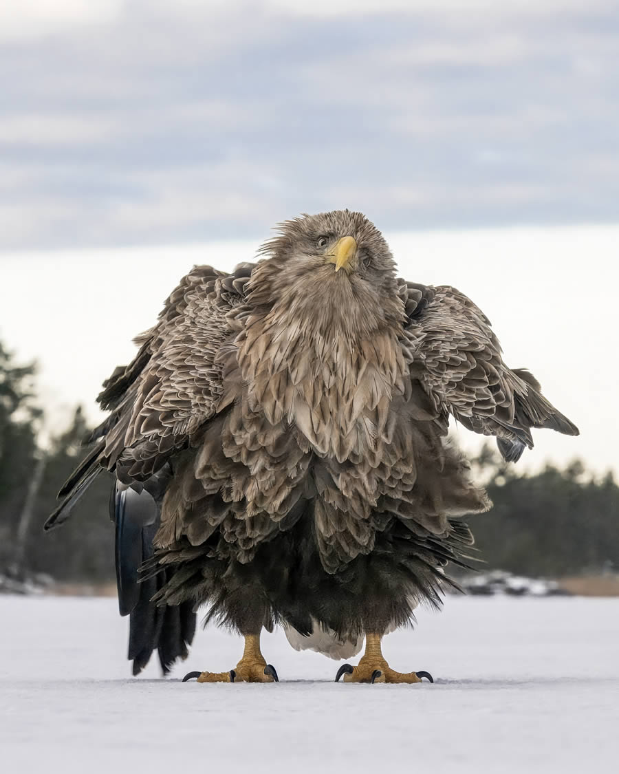 2024 Comedy Wildlife Photography Awards Winners