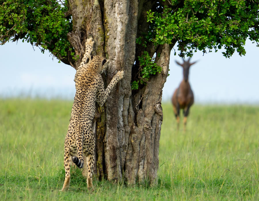 2024 Comedy Wildlife Photography Awards Winners