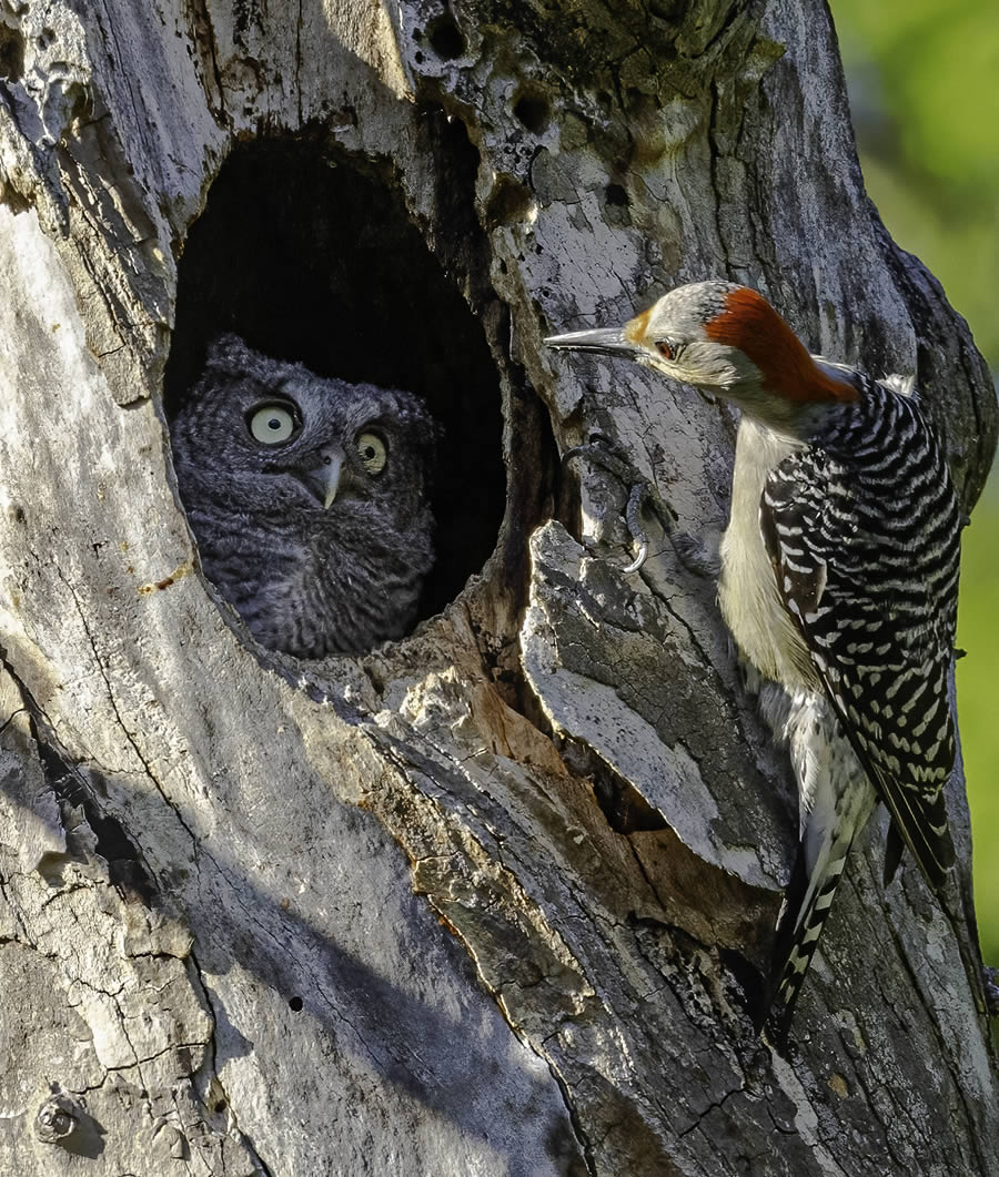 2024 Comedy Wildlife Photography Awards Winners