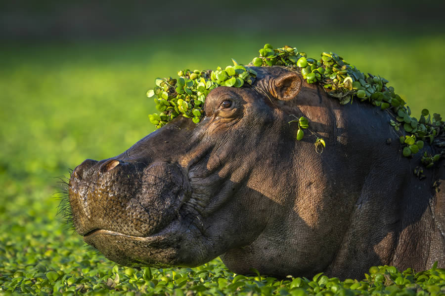 2024 Comedy Wildlife Photography Awards Winners