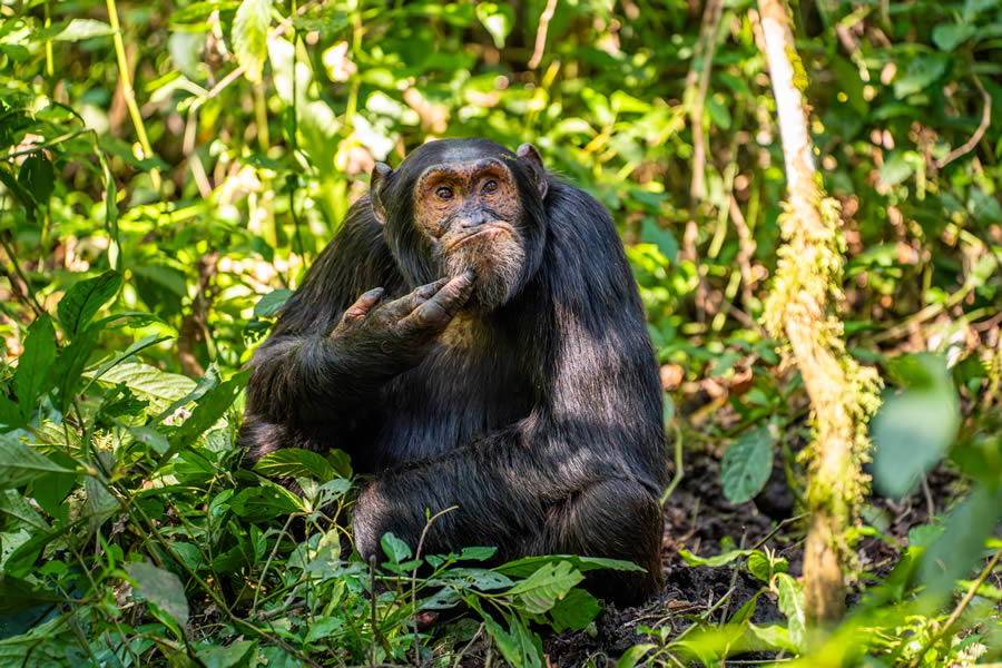 2024 Comedy Wildlife Photography Awards Winners