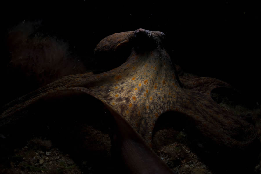 2024 European Wildlife Photographer Awards Underwater Winners