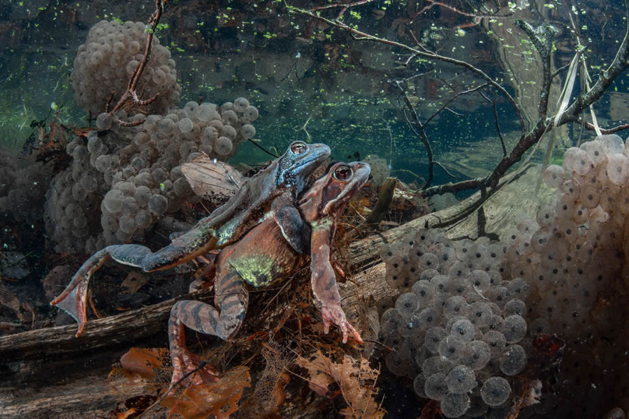 2024 European Wildlife Photographer Awards Underwater Winners