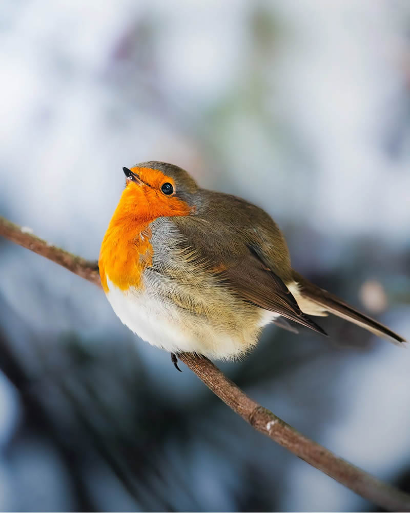 Finland Bird Photography by Ian Granstrom