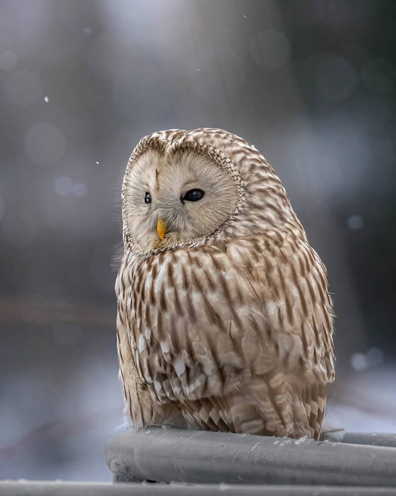 Finland Bird Photography by Ian Granstrom