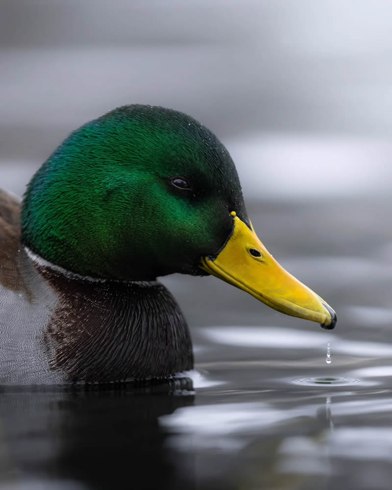 Finland Bird Photography by Ian Granstrom