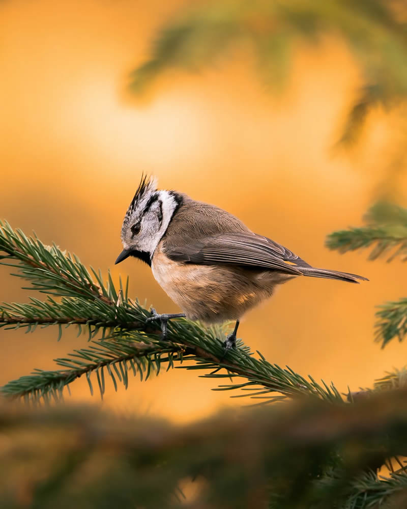 Finland Bird Photography by Ian Granstrom