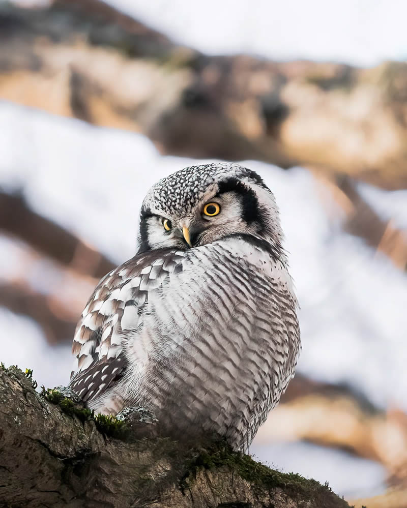 Finland Bird Photography by Ian Granstrom