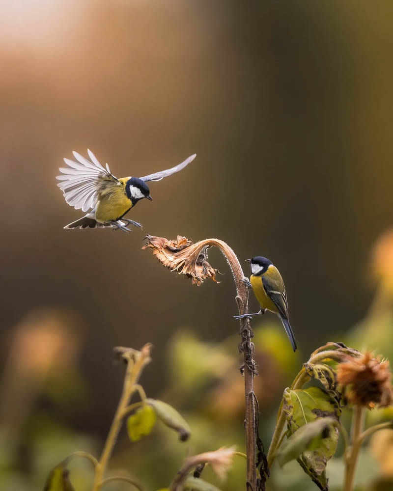 Finland Bird Photography by Ian Granstrom