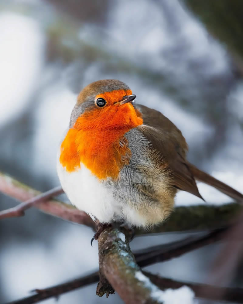 Finland Bird Photography by Ian Granstrom