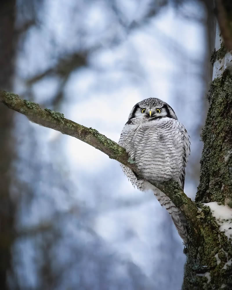 Finland Bird Photography by Ian Granstrom