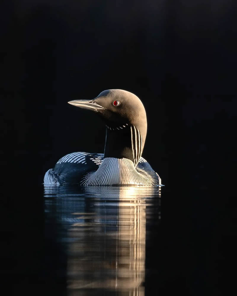 Finland Bird Photography by Ian Granstrom