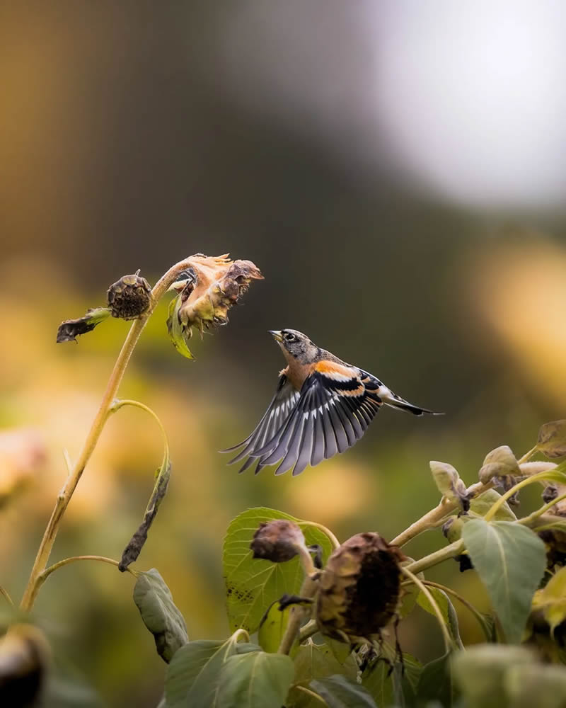 Finland Bird Photography by Ian Granstrom