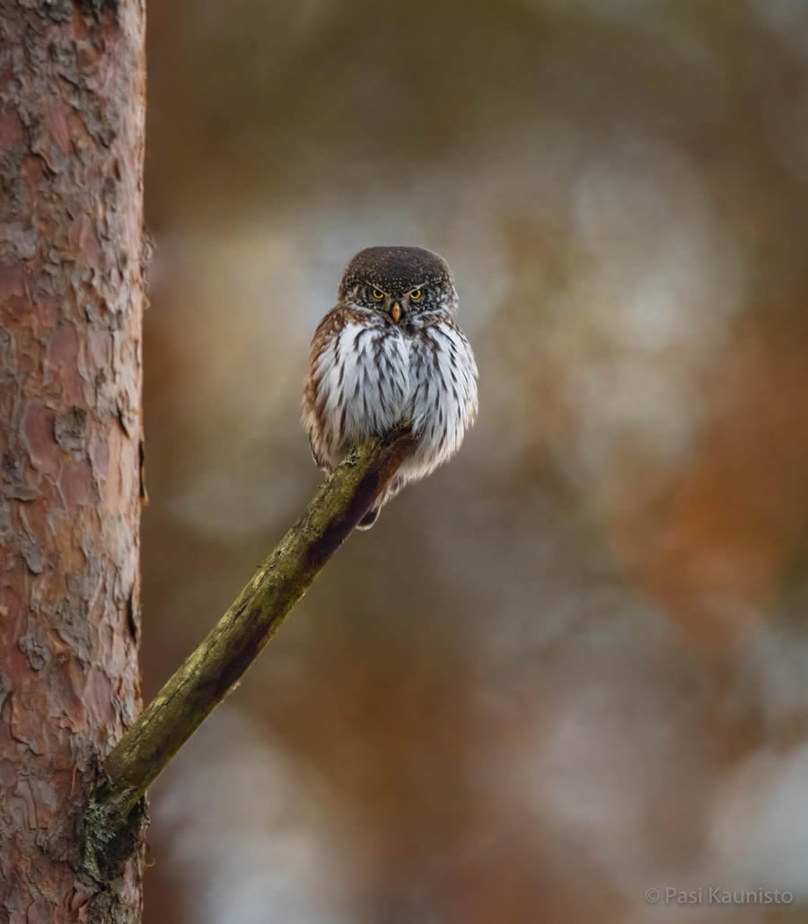 Finland Bird Photography by Pasi Kaunisto