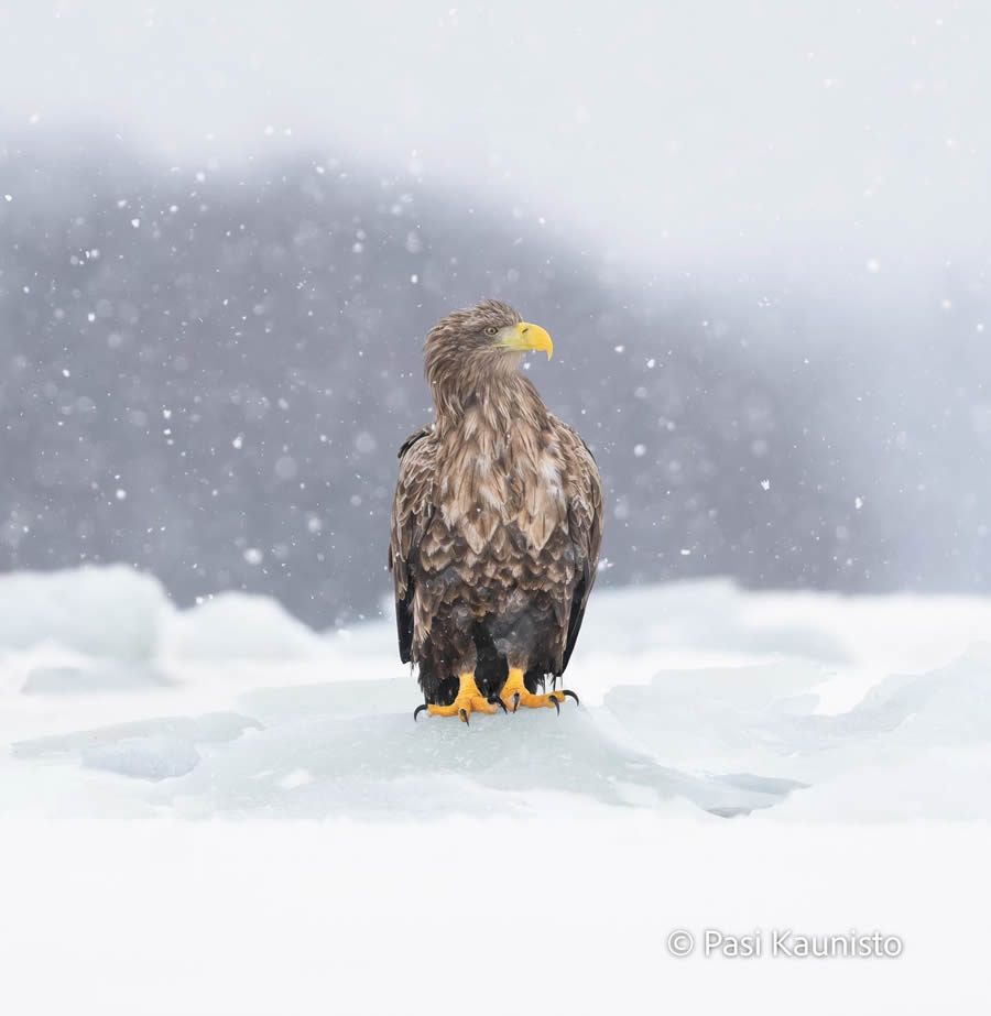 Finland Bird Photography by Pasi Kaunisto