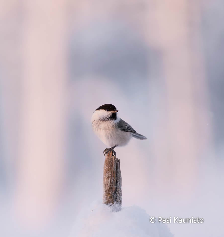 Finland Bird Photography by Pasi Kaunisto