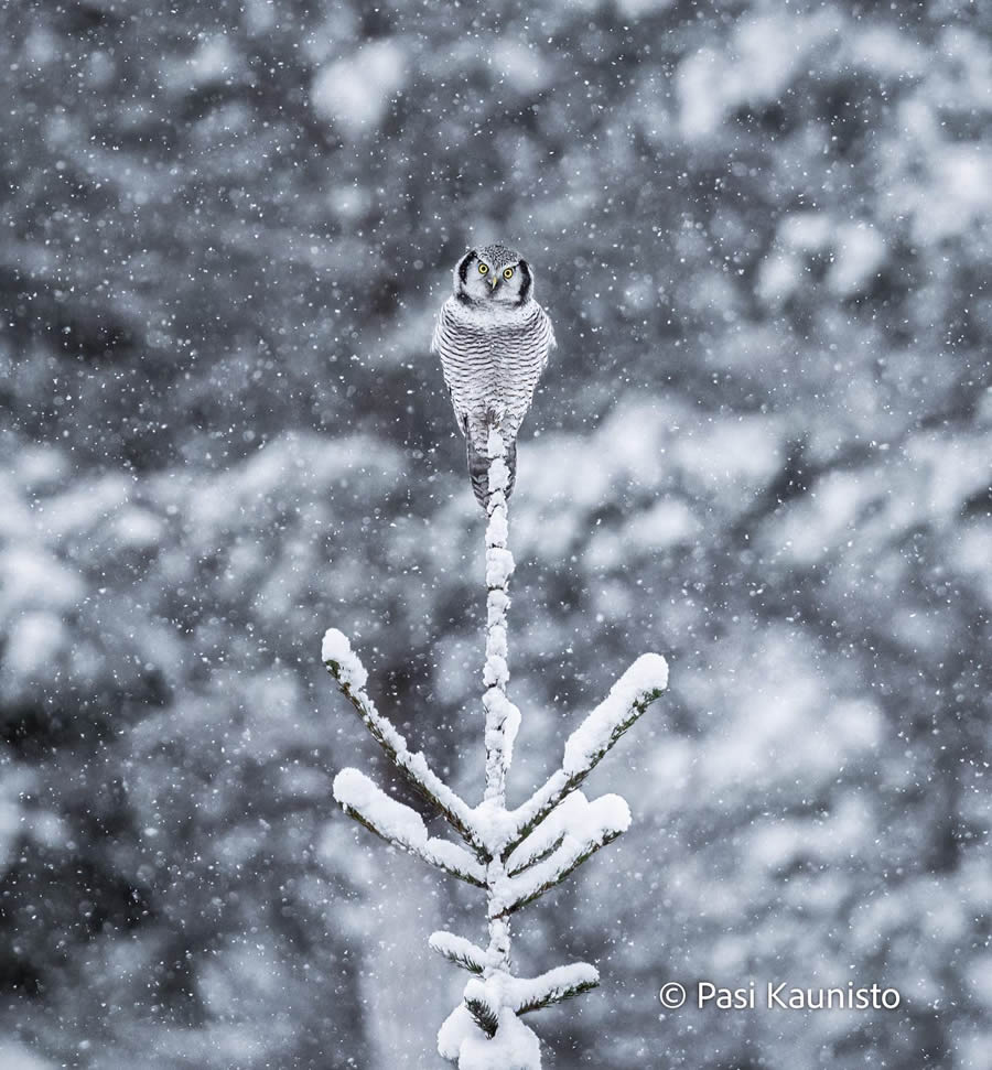 Finland Bird Photography by Pasi Kaunisto