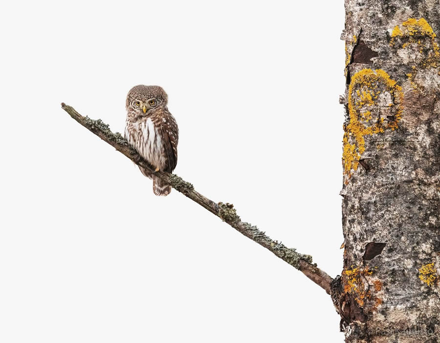 Finland Bird Photography by Pasi Kaunisto