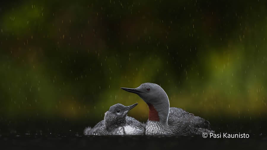 Finland Bird Photography by Pasi Kaunisto