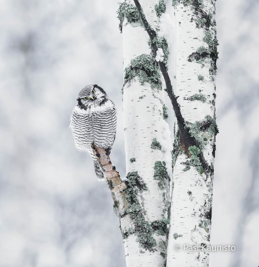 Finland Bird Photography by Pasi Kaunisto