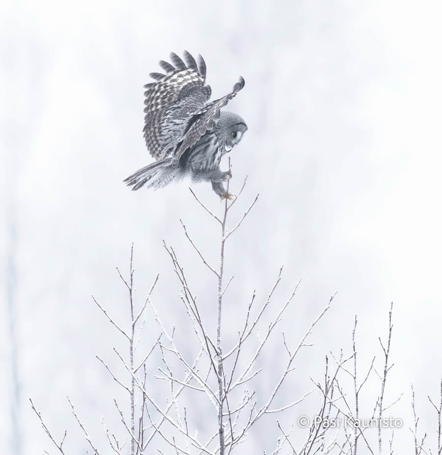 Finland Bird Photography by Pasi Kaunisto