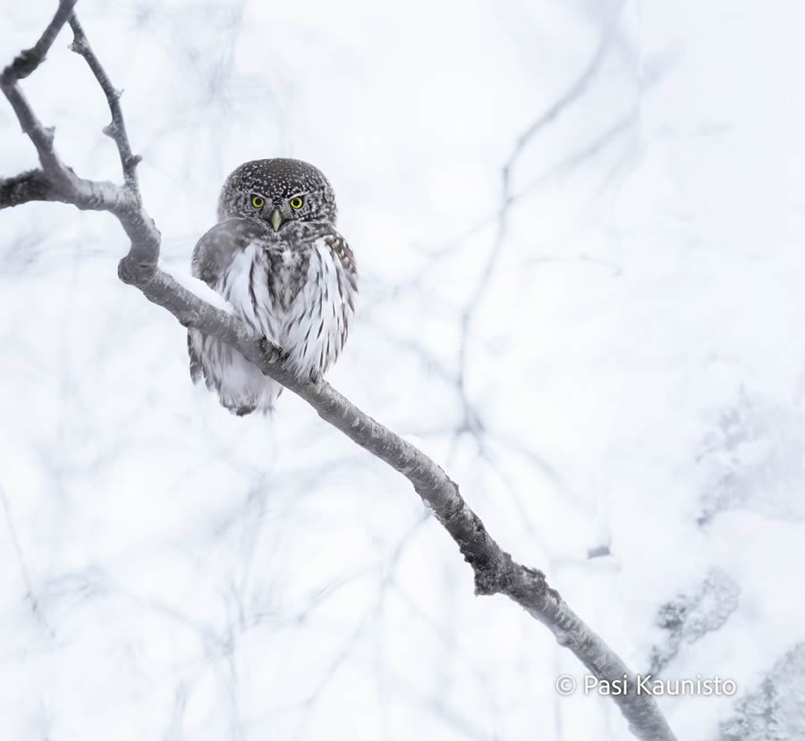 Finland Bird Photography by Pasi Kaunisto