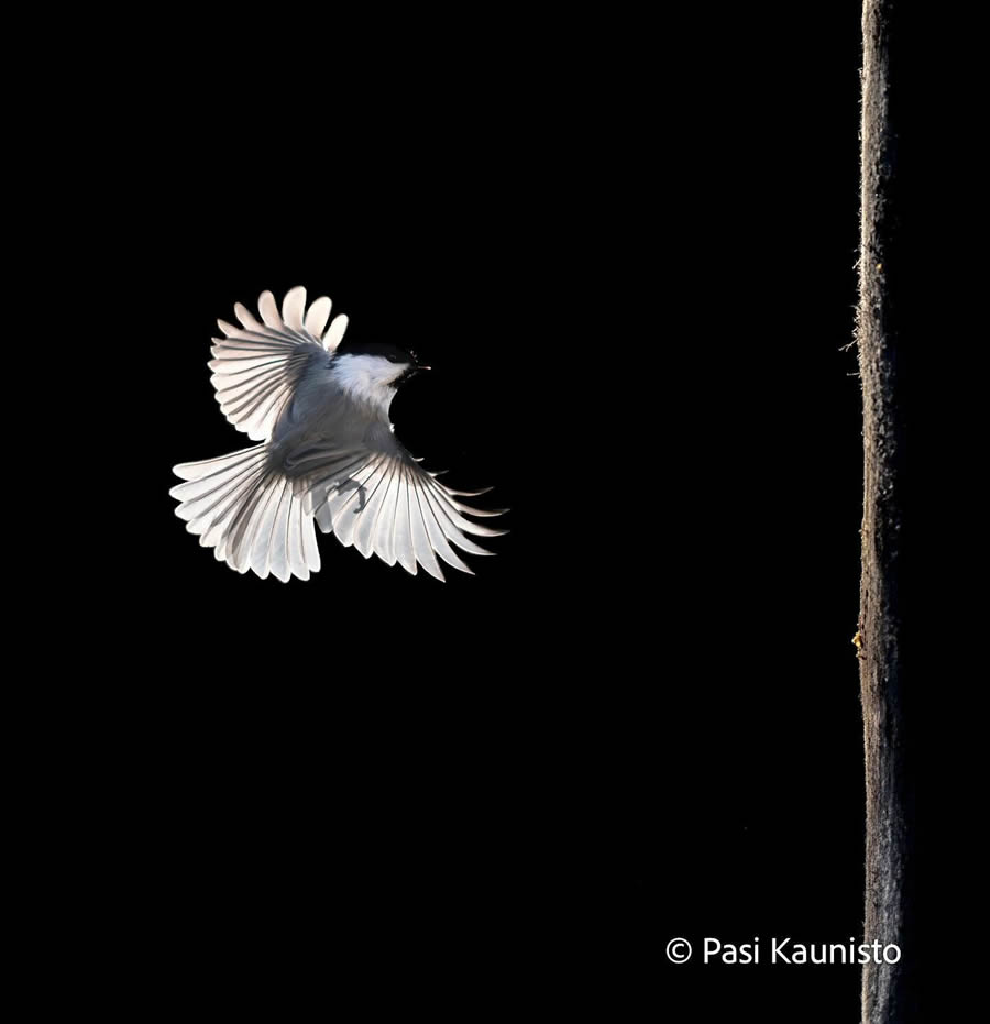 Finland Bird Photography by Pasi Kaunisto