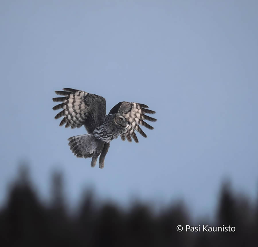 Finland Bird Photography by Pasi Kaunisto