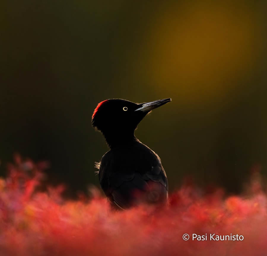 Finland Bird Photography by Pasi Kaunisto