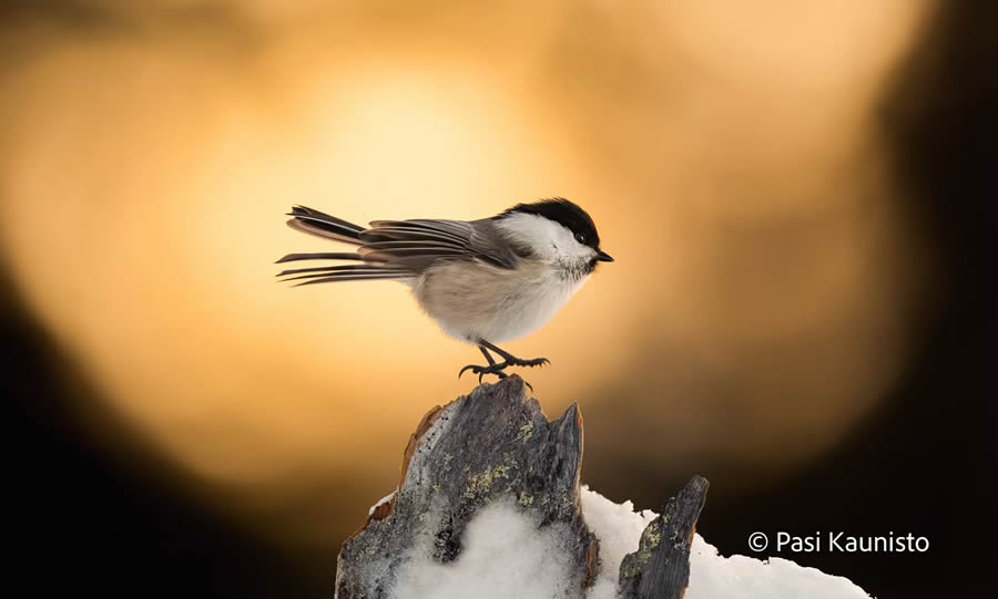 Finland Bird Photography by Pasi Kaunisto