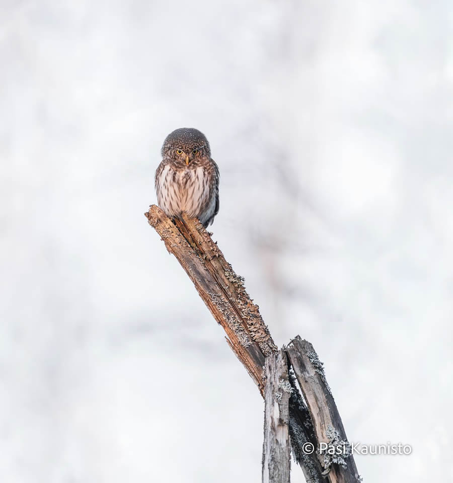 Finland Bird Photography by Pasi Kaunisto