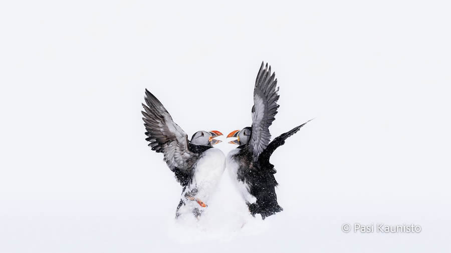 Finland Bird Photography by Pasi Kaunisto