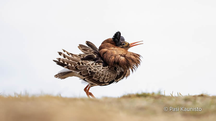 Finland Bird Photography by Pasi Kaunisto