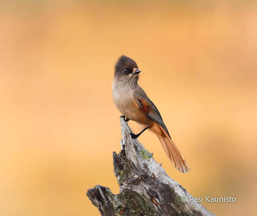 Finland Bird Photography by Pasi Kaunisto