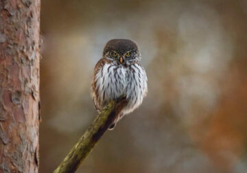 Finland Bird Photography by Pasi Kaunisto