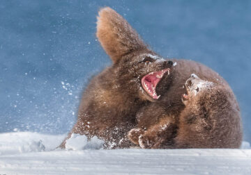 Best Photos From 2024 HIPA Photography Awards