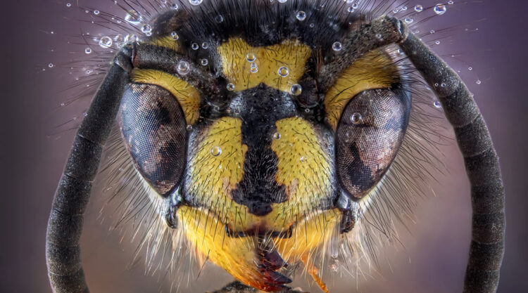 Award Winning Best Macro Photos Of 2024