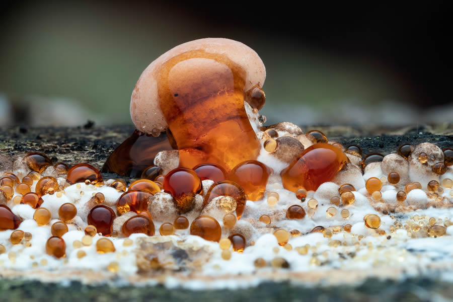 Macro Fungi Photos From The Garden Photographer Of The Year Awards