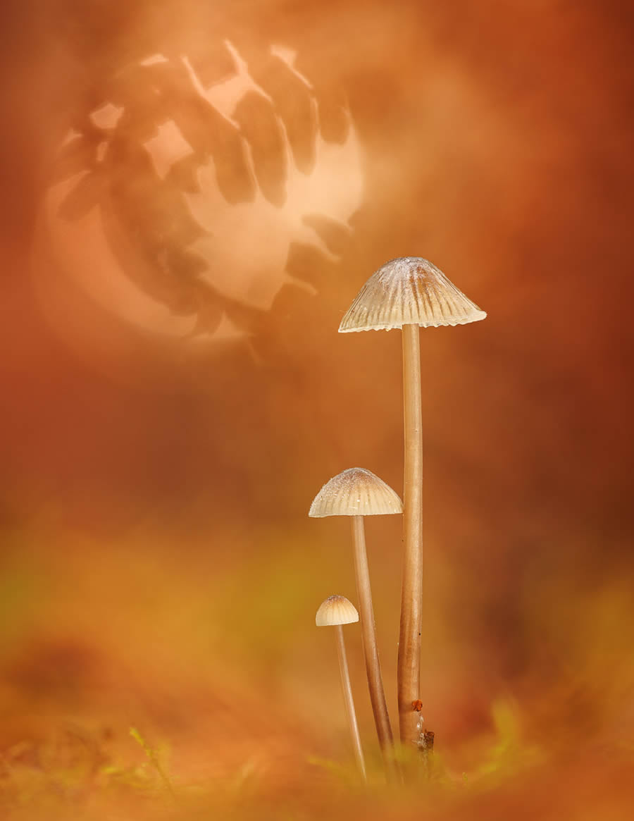 Macro Fungi Photos From The Garden Photographer Of The Year Awards