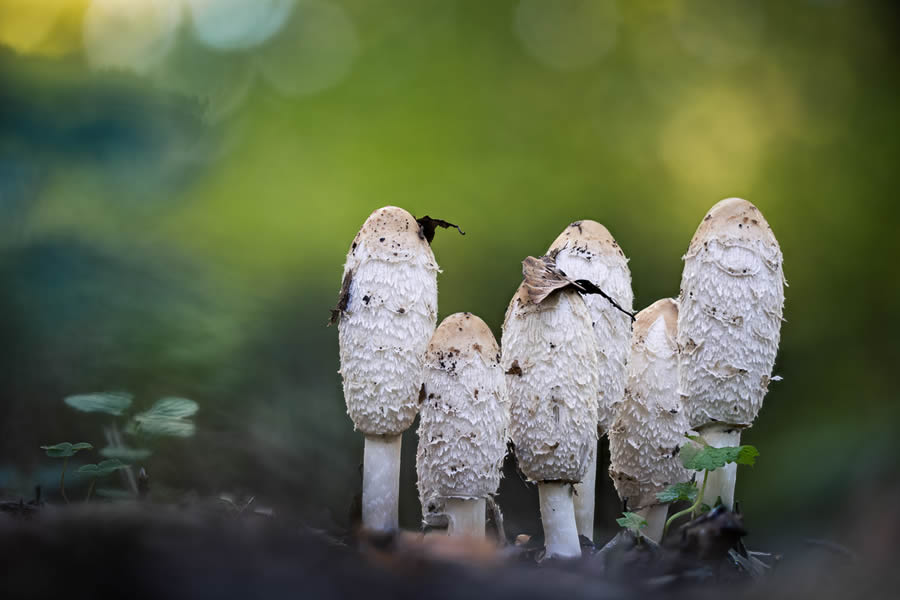 Macro Fungi Photos From The Garden Photographer Of The Year Awards