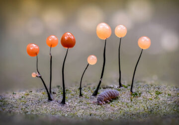 Macro Fungi Photos From The Garden Photographer Of The Year Awards