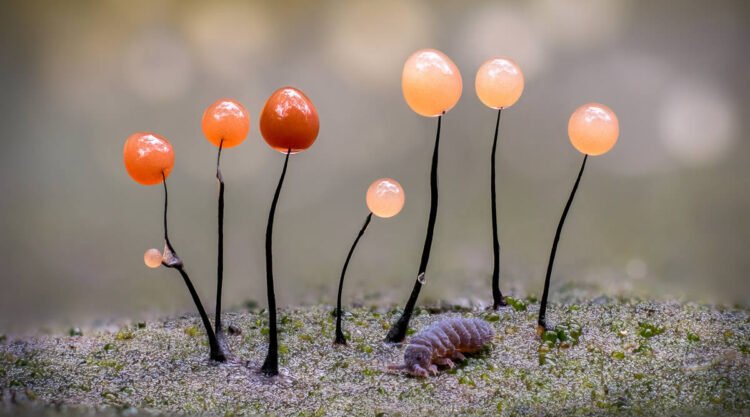 Macro Fungi Photos From The Garden Photographer Of The Year Awards