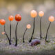 Macro Fungi Photos From The Garden Photographer Of The Year Awards